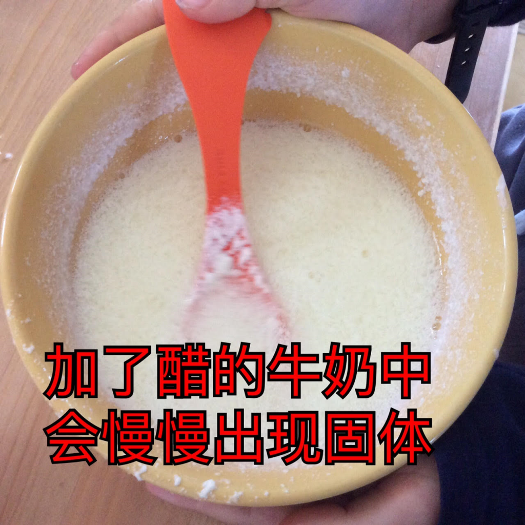 加了醋的牛奶中会慢慢出现固体。